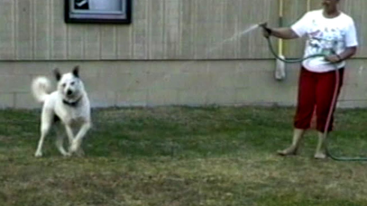 Funniest Pets and People Caught on Camera - Hilarious Animal Moments!