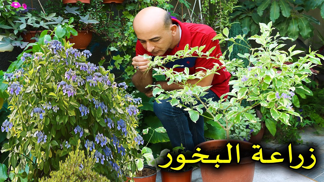 زراعة نبتة البخور في المنزل | شجرة دورنتا و العناية و الاكثار منها