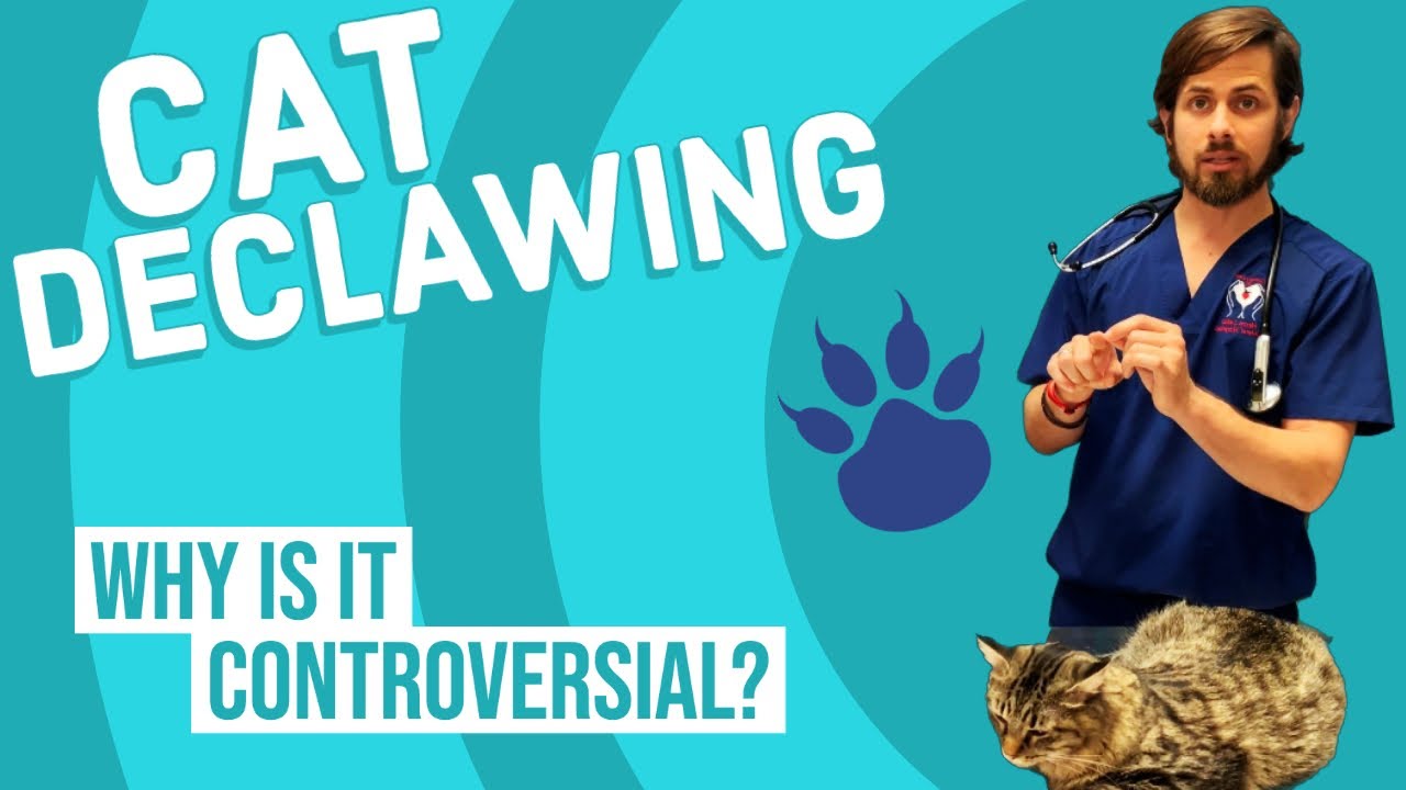 Should You Declaw Your Cat?
