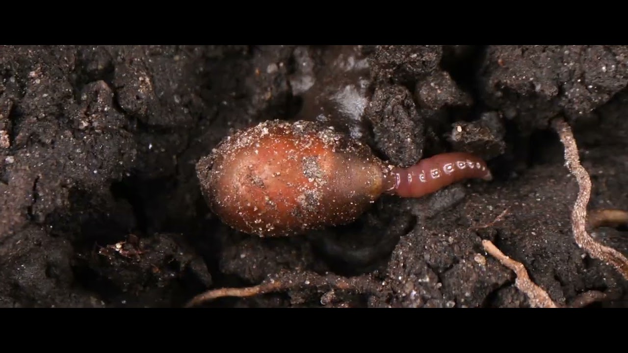 Trailer film Onder het Maaiveld