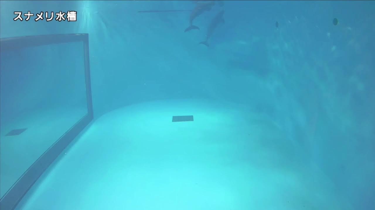 みやじマリン　スナメリ水槽