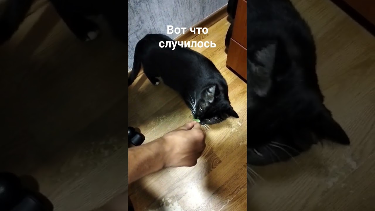 Любопытство или инстинкт охотника?