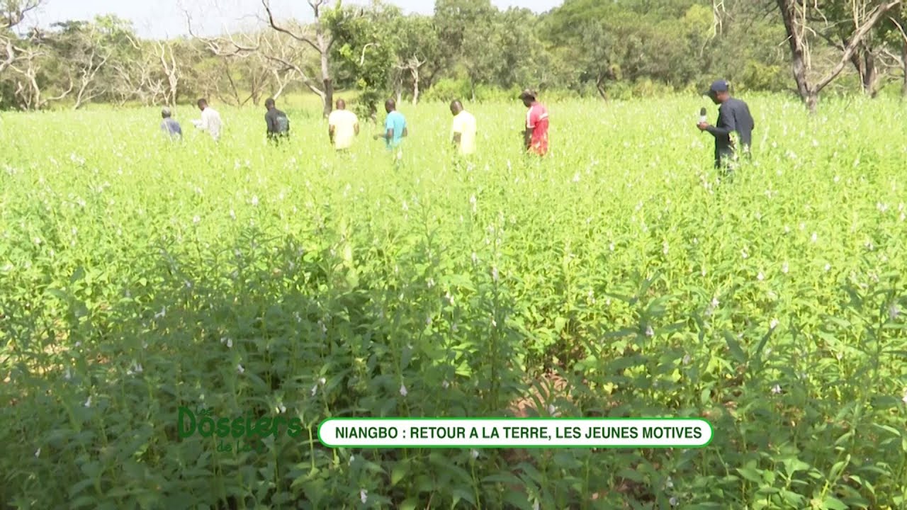 Les jeunes motivés au retour à la terre dans le département de Niakaramadougou