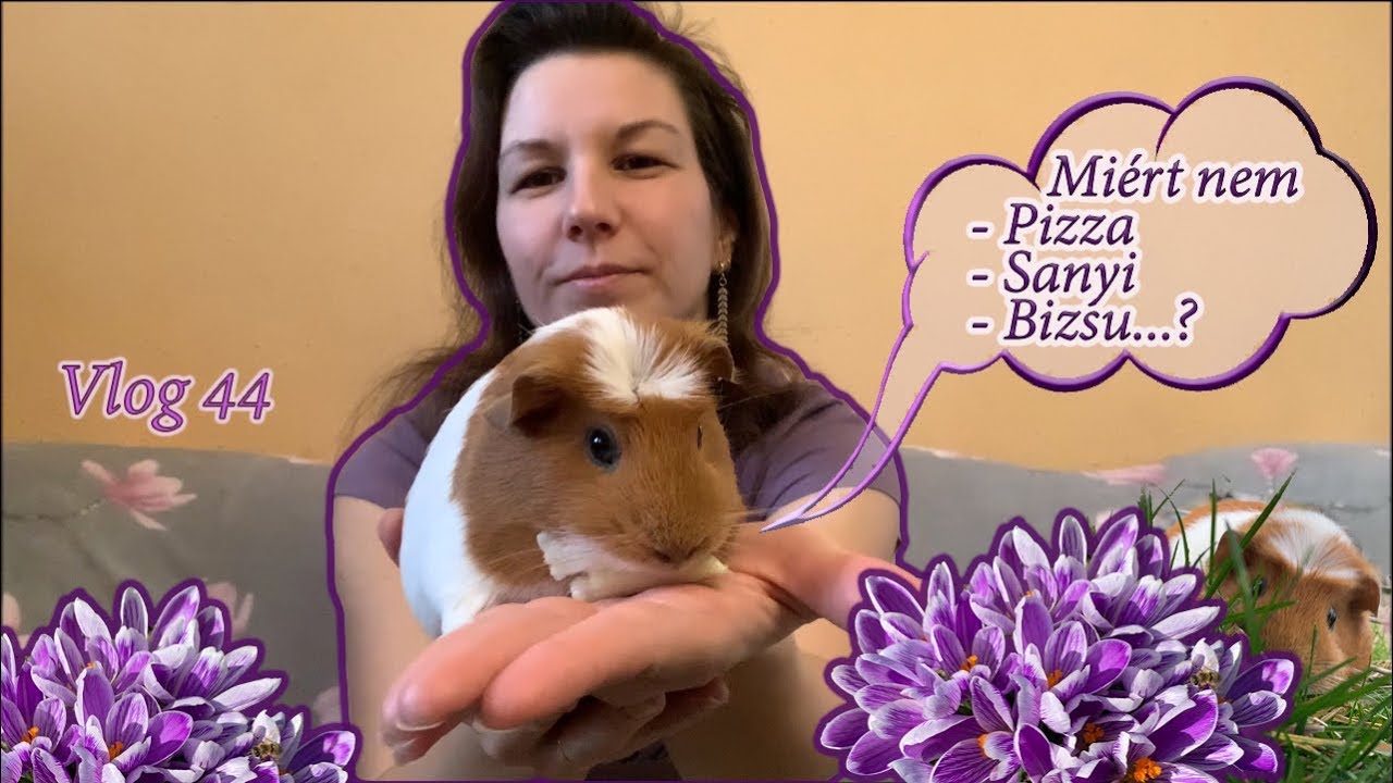 Vlog 044 - Mit szeret a tengerimalac?🐹 Hangok és jelzések - Mali fél éves