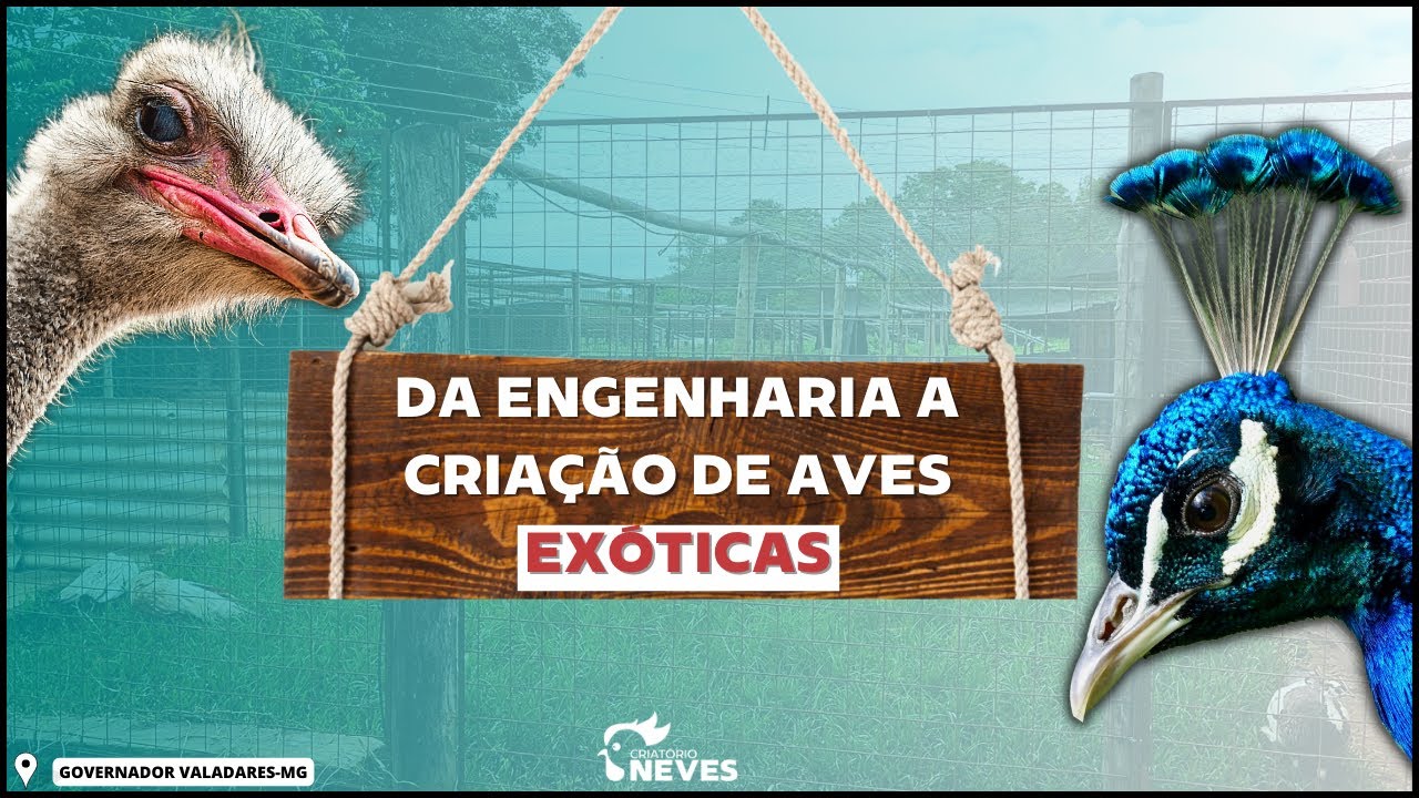 O engenheiro que viu na CRIAÇÃO DE PAVÃO sua aposentadoria. E está FATURANDO ALTO.