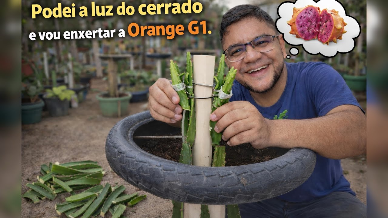 ENXERTEI A VARIEDADE ORANGE G1 | RESPONDI ALGUNS INSCRITOS!🌵🪴🤠