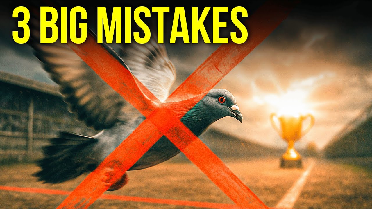 Why Your Racing Pigeons Never Win!
