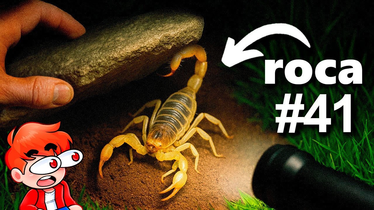 Volteé 100 rocas de Noche, Esto Fue lo Que Encontré 😮😨 | JoelESP REACCIONA