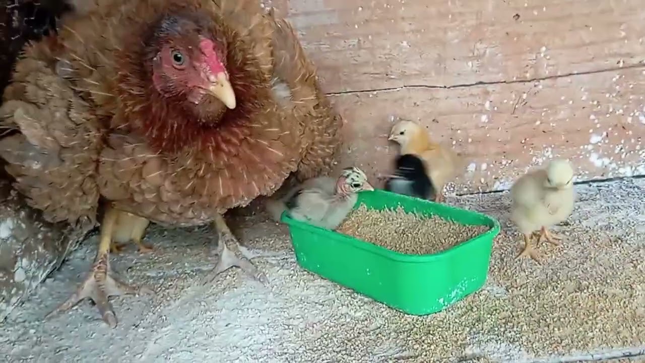 Mostrando minha criação de galinhas caipiras 🙏🐔🐥🐣... 