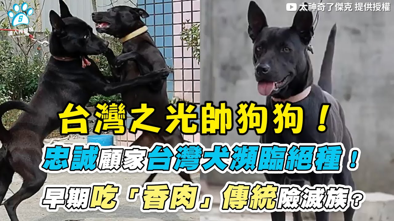 【忠誠顧家台灣犬瀕臨絕種！ 早期吃「香肉」傳統險滅族？】｜@Amazing.Jack.