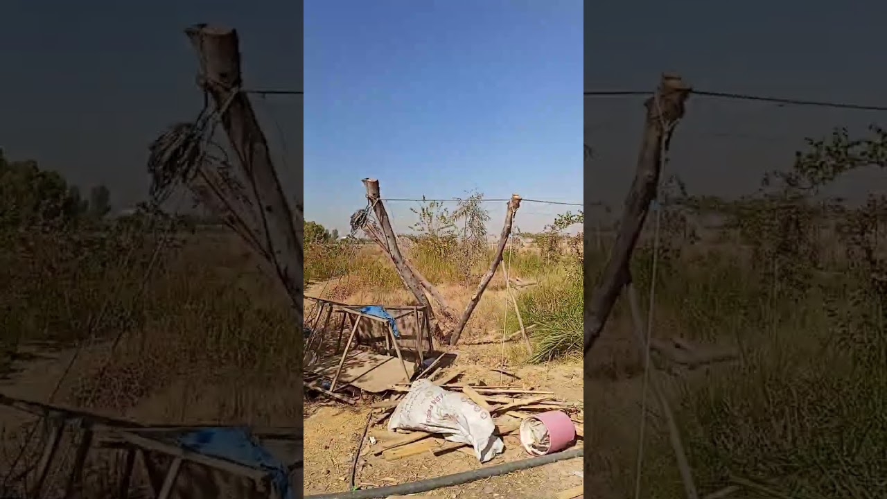 السدر العرموطي وعلاقته بالنحل