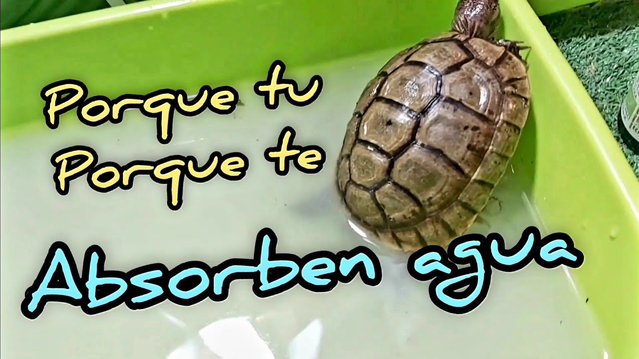 Absorben agua por la cloaca porque para que importancia de los baños