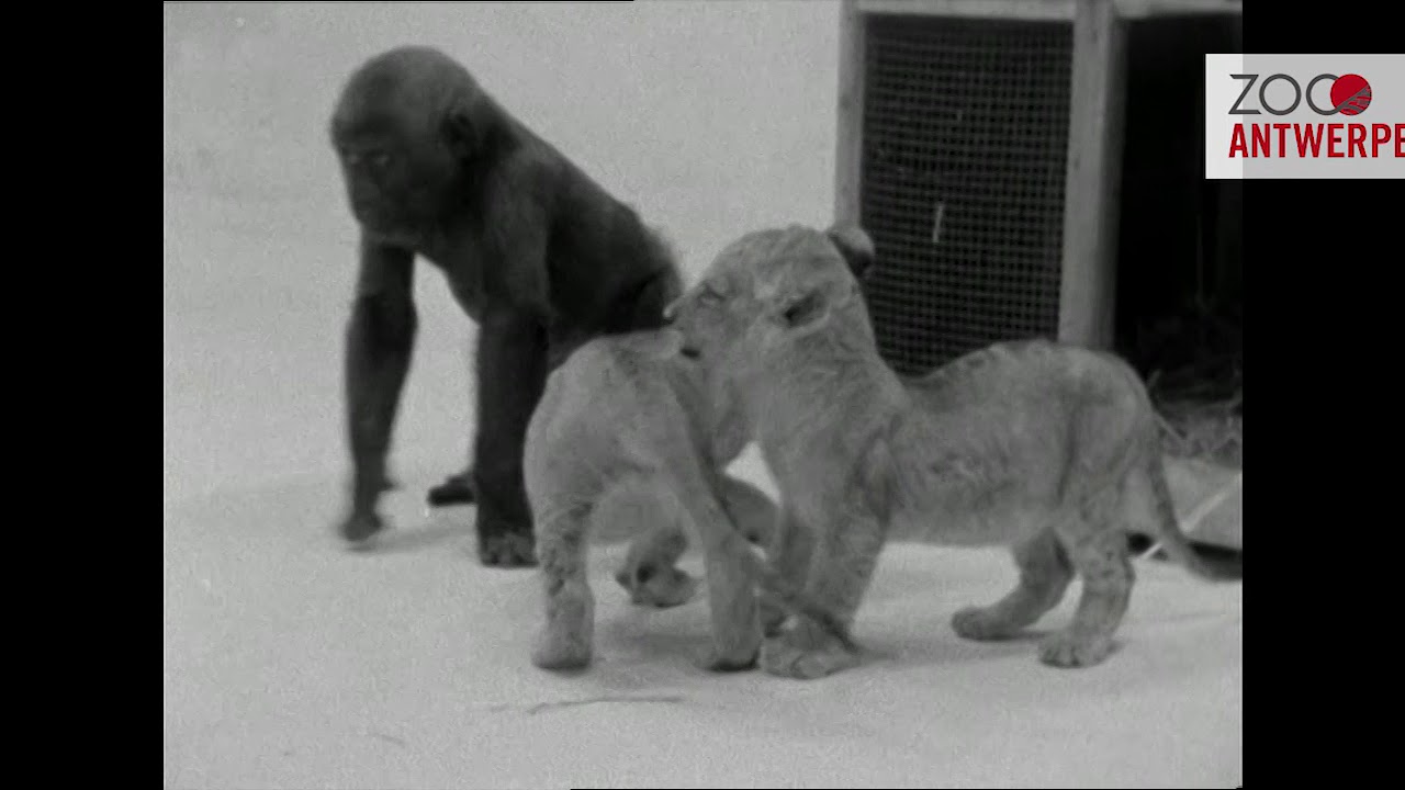 Gorilla Gust - één van onze bekendste bewoners - en zijn verzorger Samson