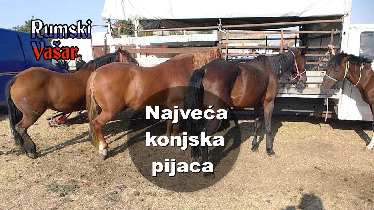 Najveća konjska pijaca na Balkanu u Rumi 🦄 PRODAJA KONJA