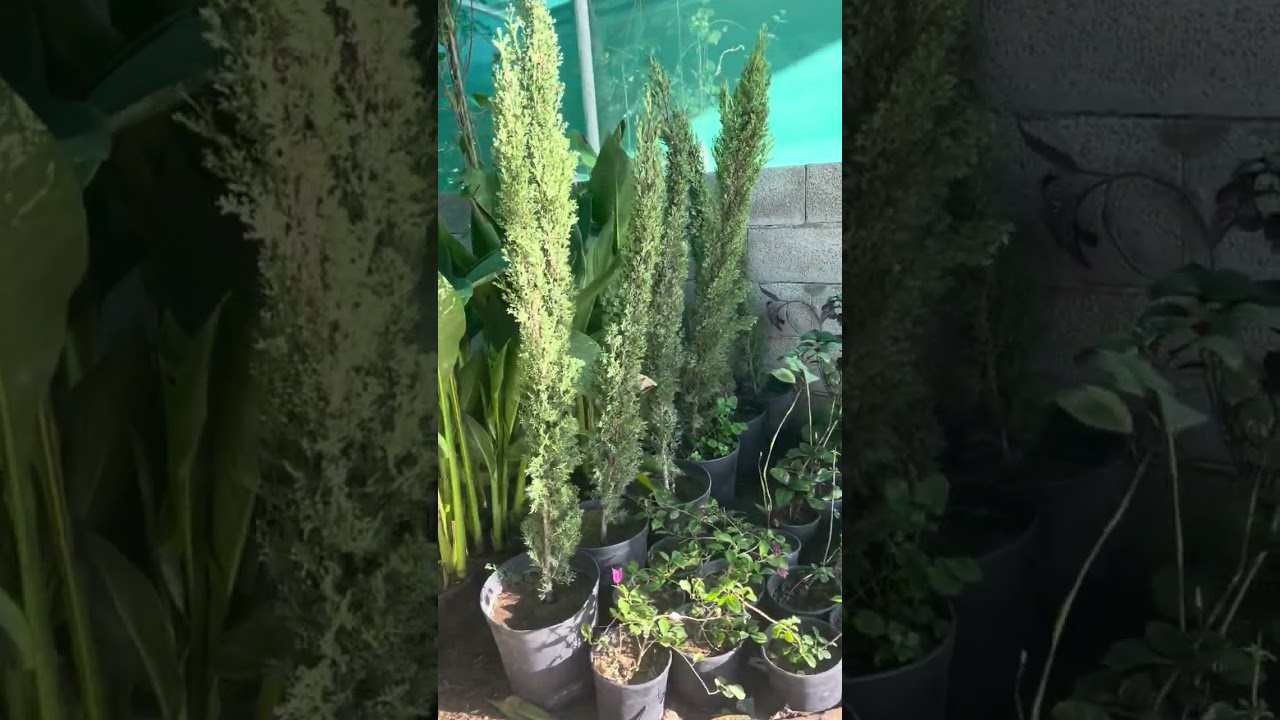 Exploring the plants nursery in Sudai  Arabia