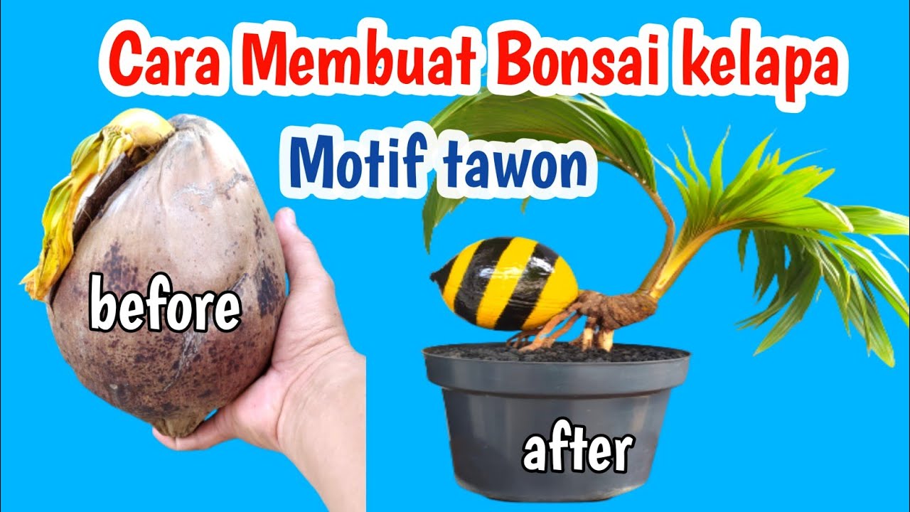 CARA MUDAH MEMBUAT BONSAI KELAPA MOTIF TAWON