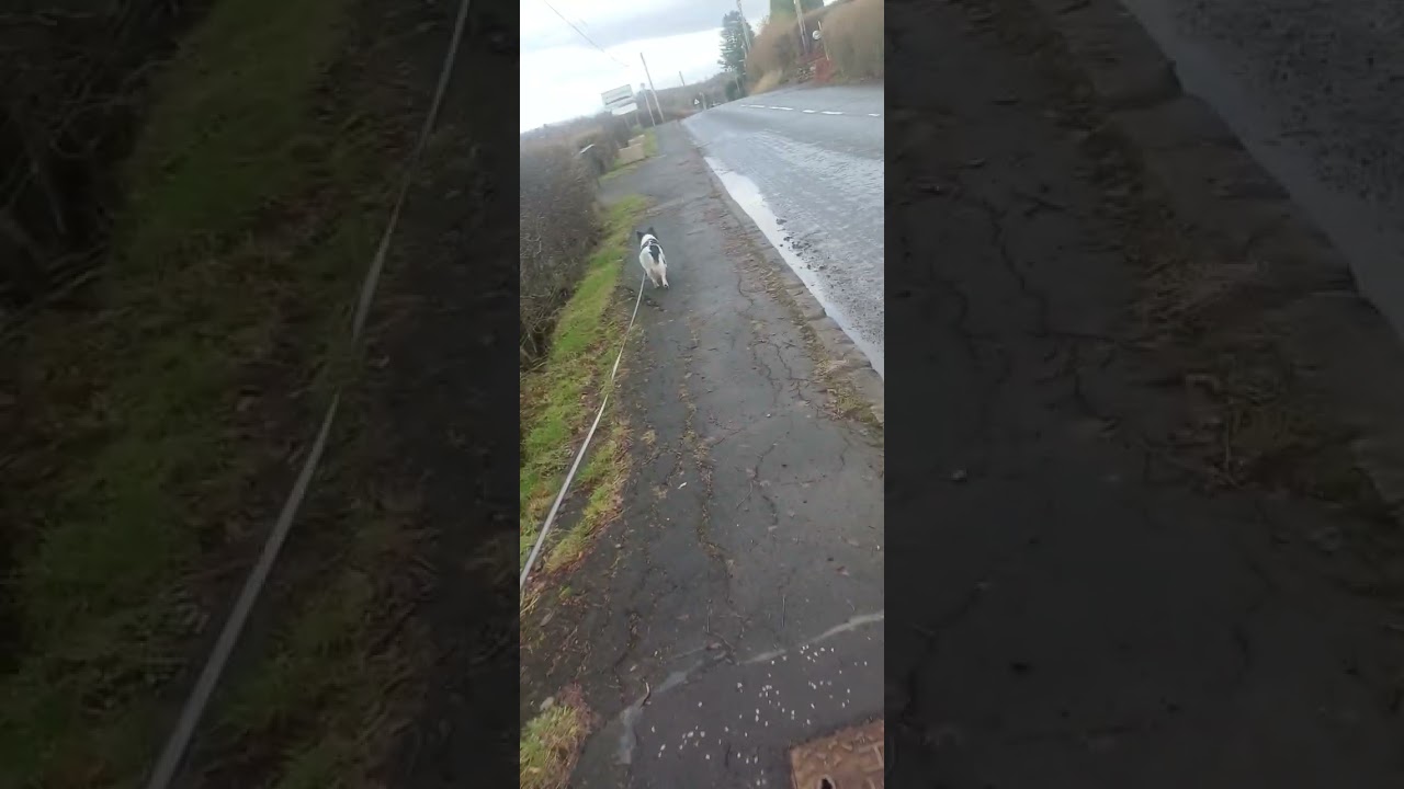 Walking with Jack 