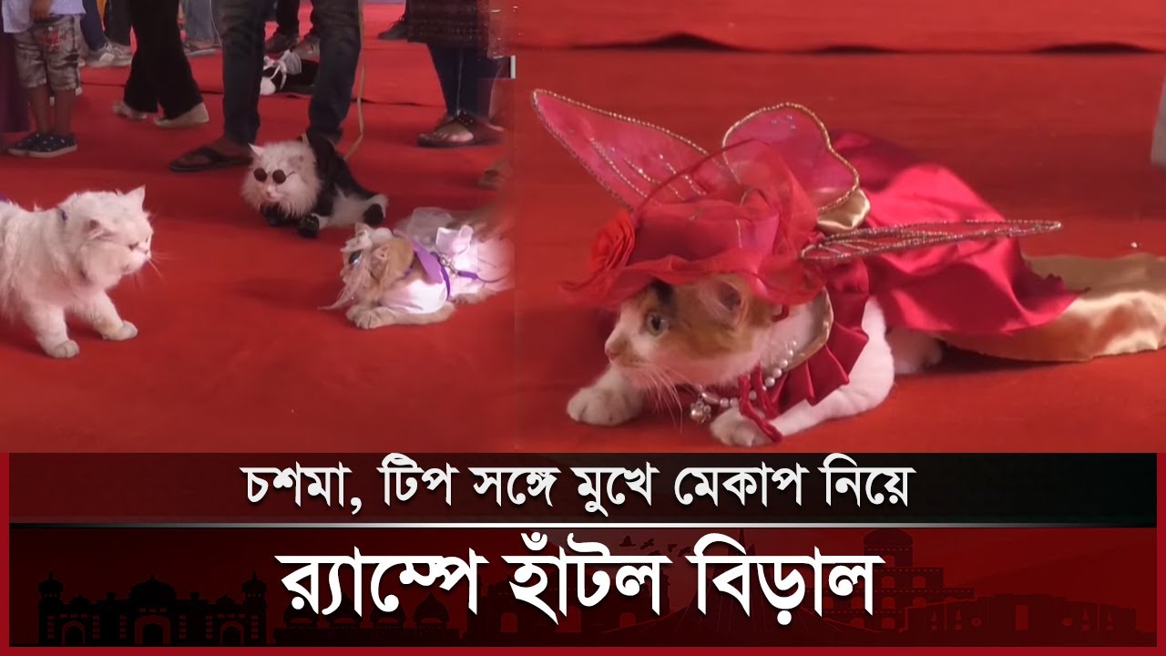 ময়মনসিংহ সৌখিন বিড়াল নিয়ে ক্যাট শো | Mymensingh | Cat Show | Desh TV