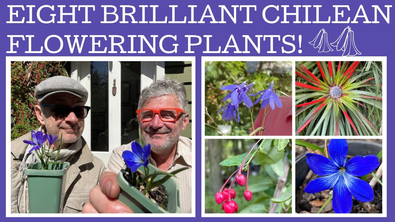 Eight rare and beautiful Chilean flowering plants; from bulbs to trees!