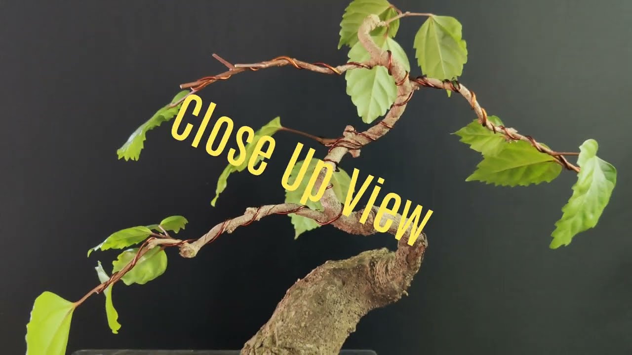 My Hibiscus Bonsai | Branch Pruning | Wiring | Height reduction 