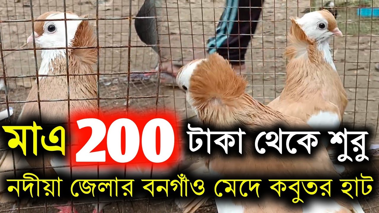 মেদে পায়রা হাট 22:02:2024 || Mede Payra Hat || Mede Pigeon Market 🇮🇳