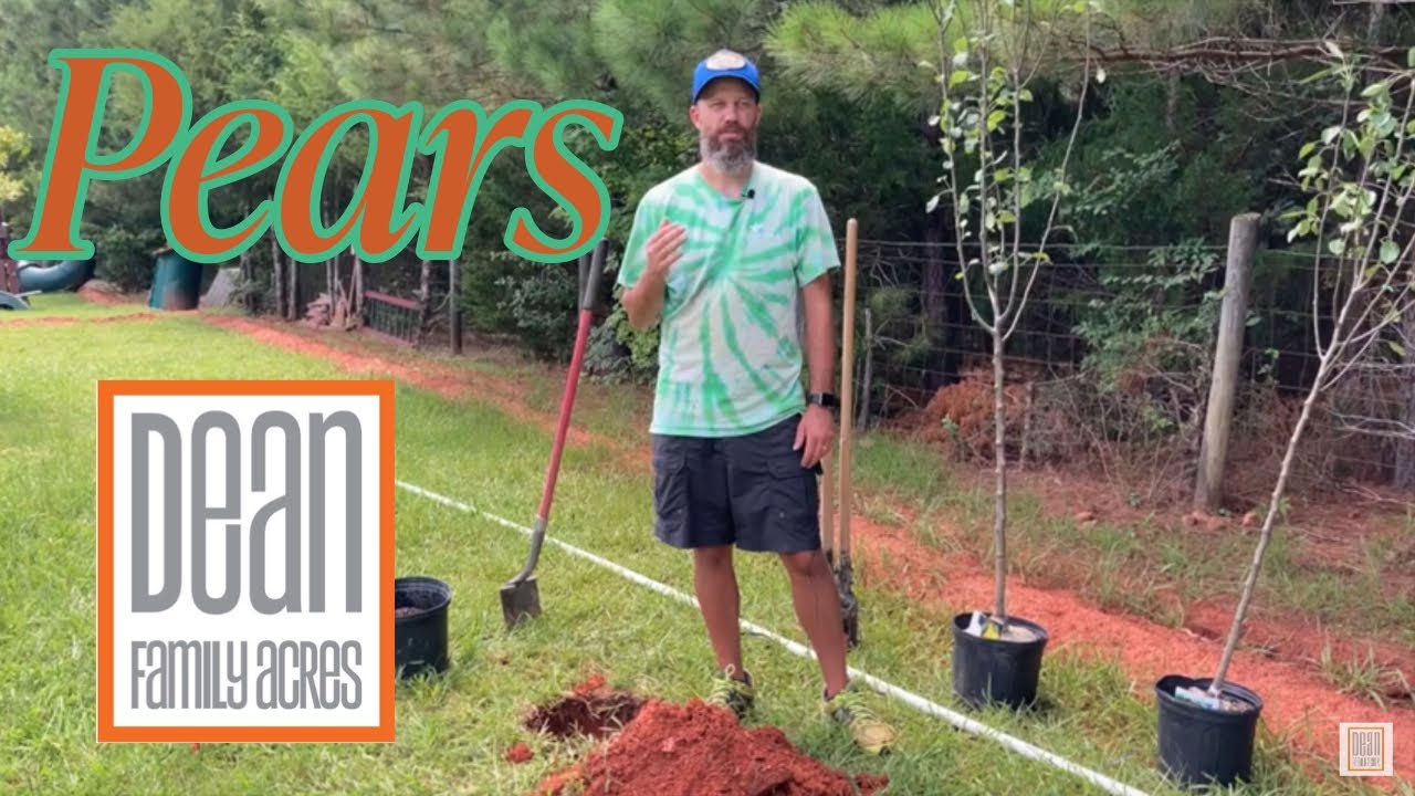 Planting Pear Trees Asian and European - Ep 53 