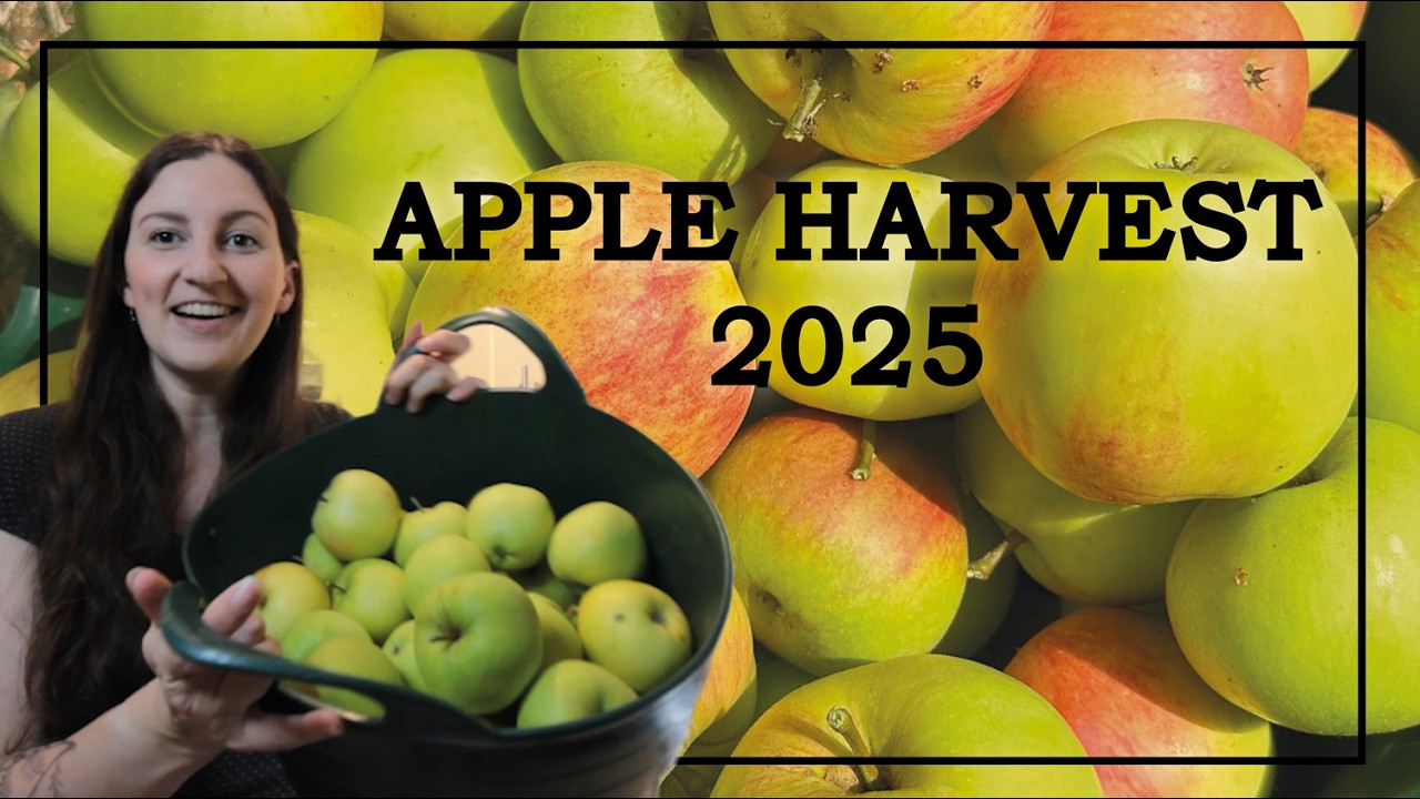 Preparing the apple harvest 2025