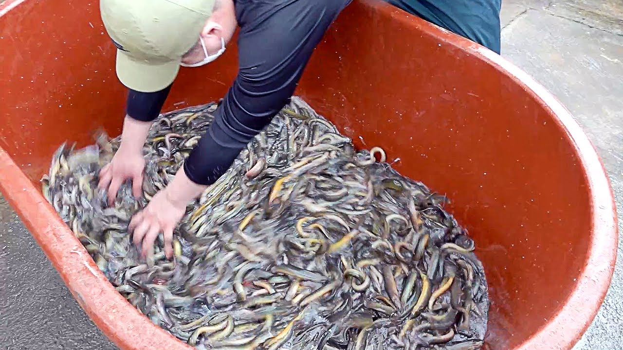 추어탕 Selling 500 bowls a day! Mudfish Soup (Loach soup) -&nbsp;Korean&nbsp;Food