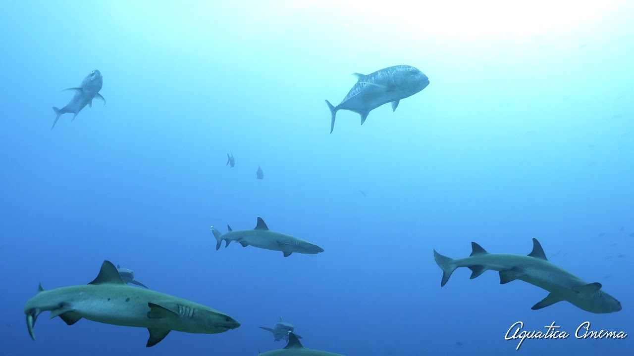 Tubbataha, Philippines. Lumix GH5 4K.  Stella Maris Liveaboard