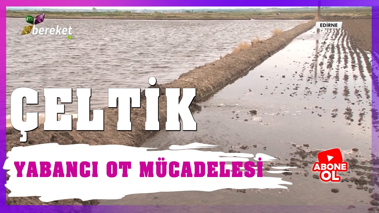 Çeltikte Yabancı Ot Mücadelesi - Çeltik Tarlasının Su Altında Tutulmasının Sebebi Nedir ?