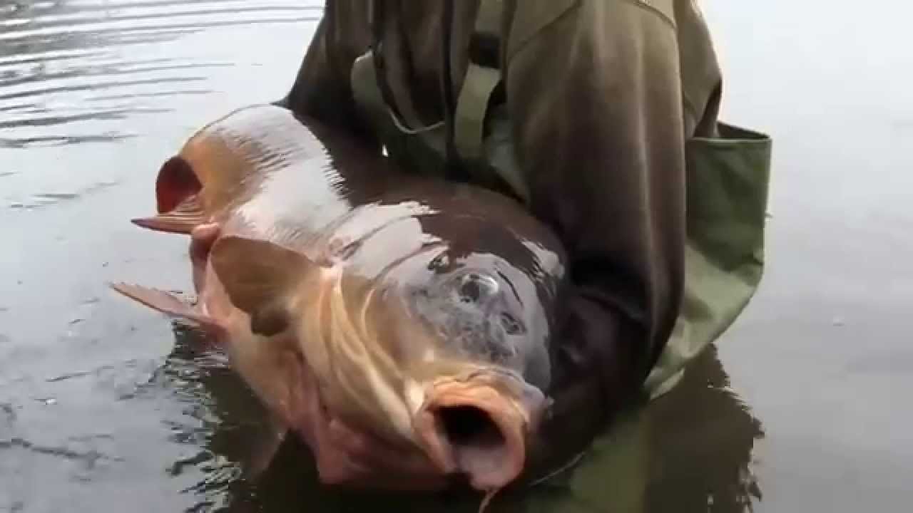 CC Moore Italy Web TV - Big carps a Pusiano con il Team CCMoore