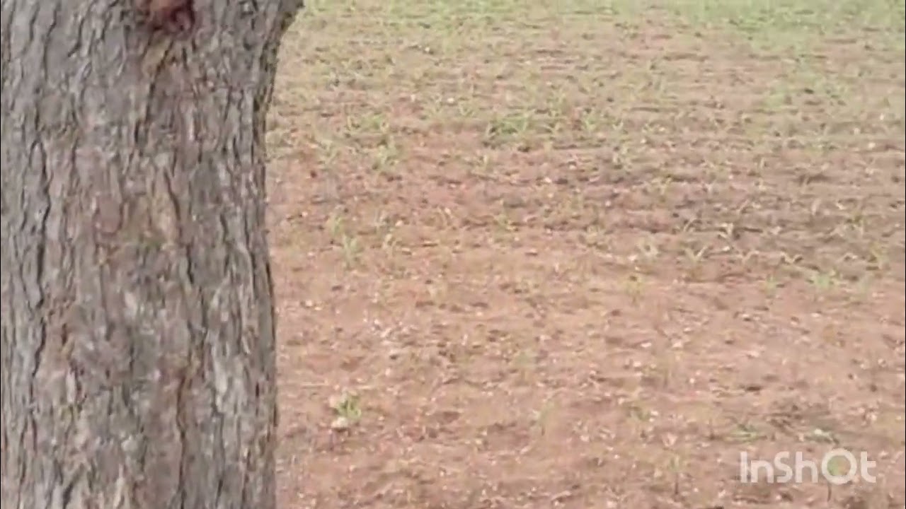 N p properties  2 acre 20 gunte  pure red soil  30 lakhs  per acre  6360446978 general  property 