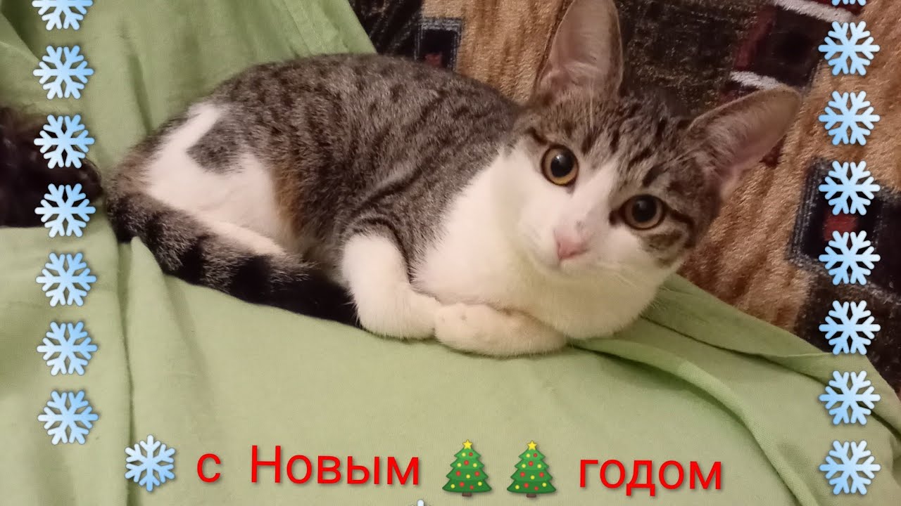 Завтрак  в  кафе 🎄 Влог с кошкой Мотильдой  🐱