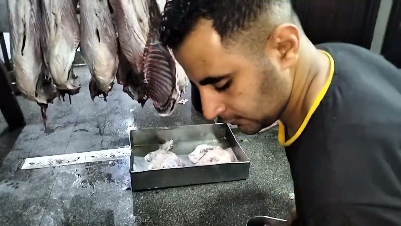 شرح وتفصيل الخروف الضاني الصحراوي من مرسى مطروح
