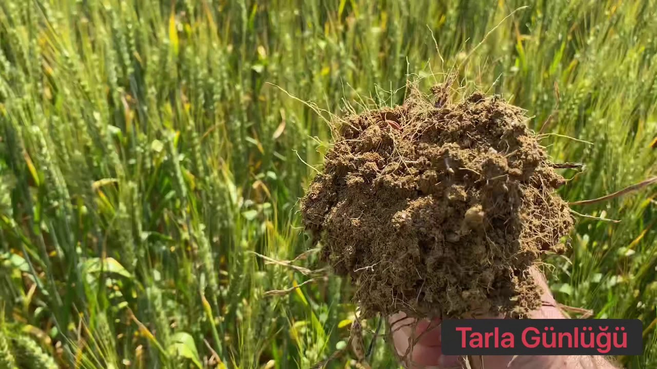 Buğdaylarda Kök Biti- Root Aphid