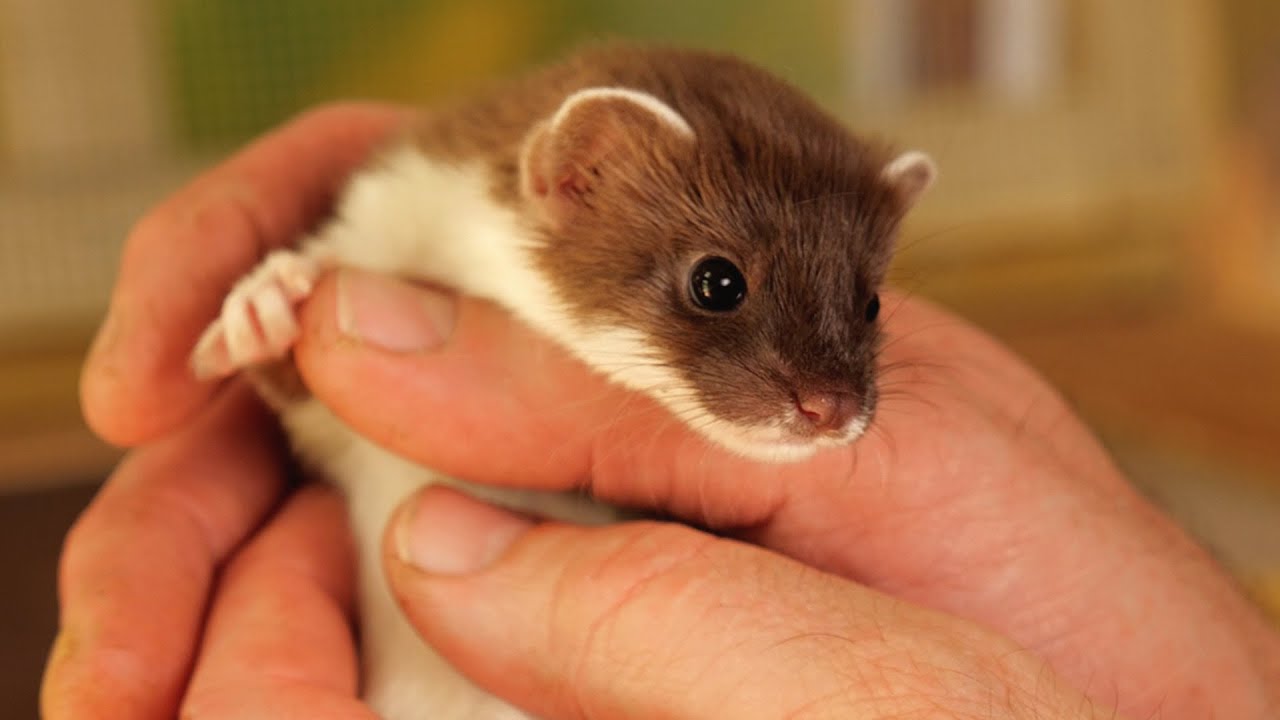 Rescuing Baby Stoats Ready For Life in the Wild | Rescued & Returned to the Wild | Robert E Fuller