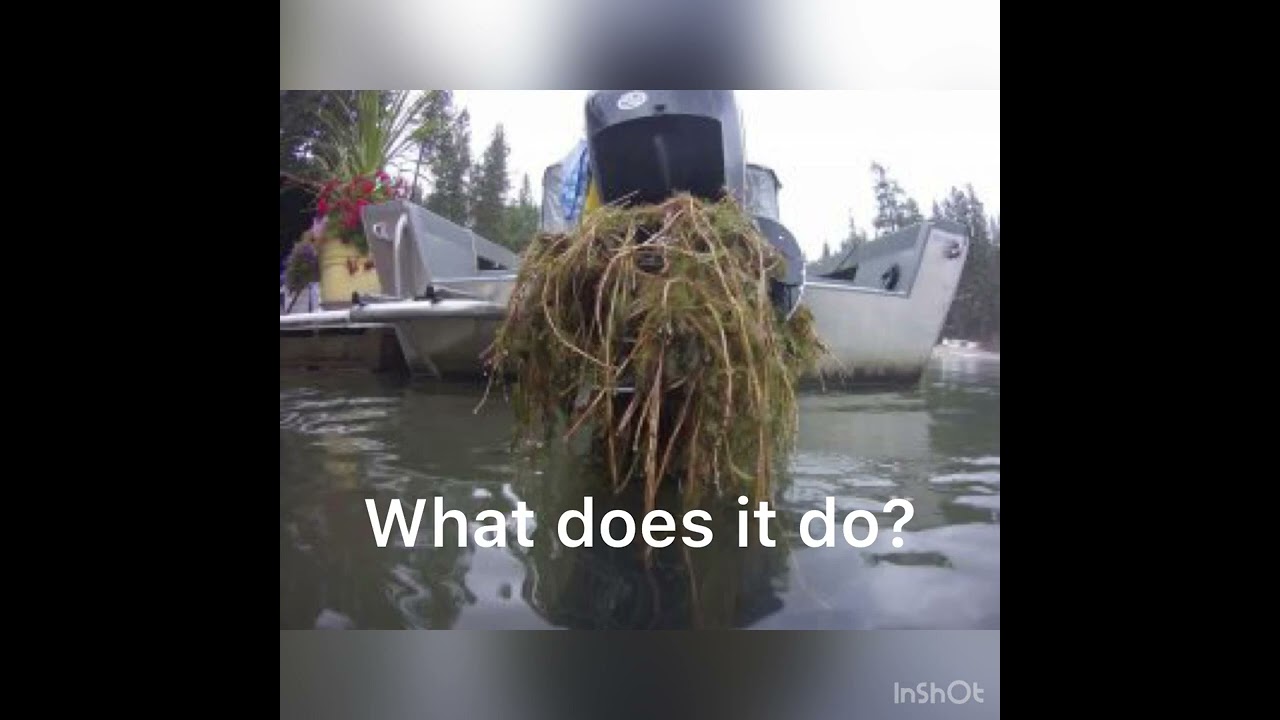 What Is Eurasian Watermilifoil?