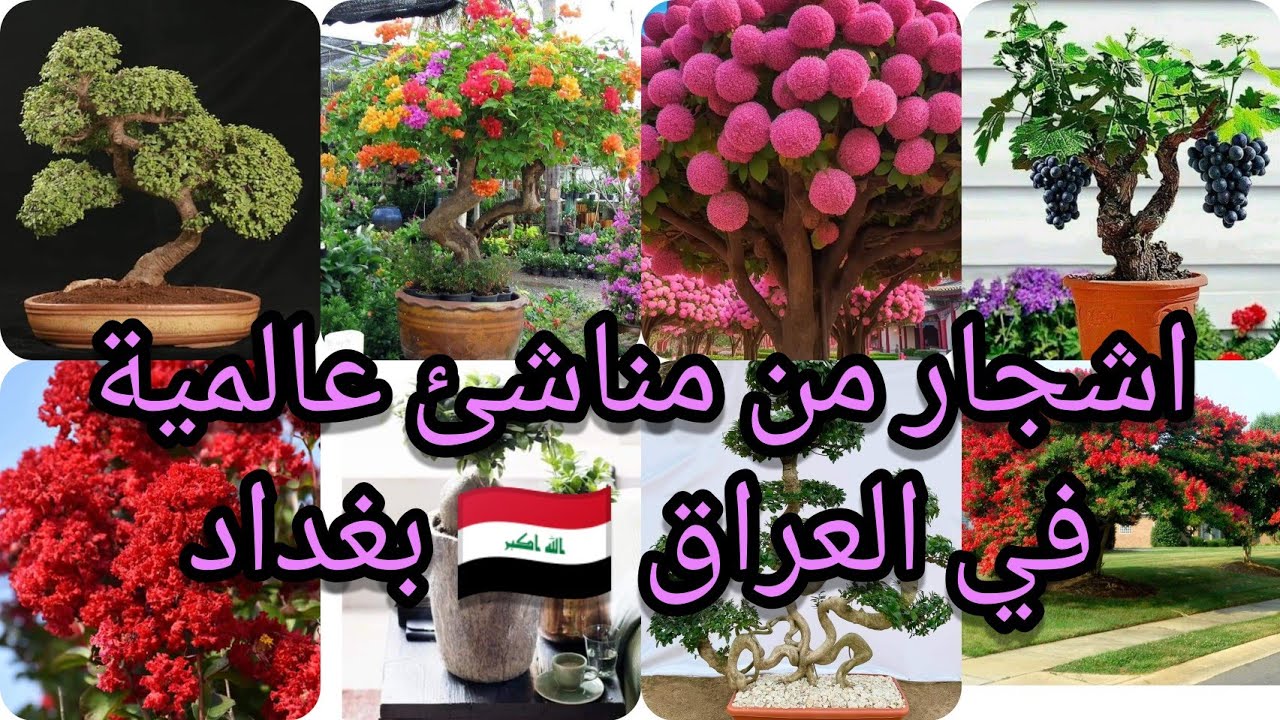 أشجار رائعة للساحات العامة والمتنزهات بأحجام كبيرة ومن مناشئ عالمية في العراق بغداد مشاتل السلسبيل