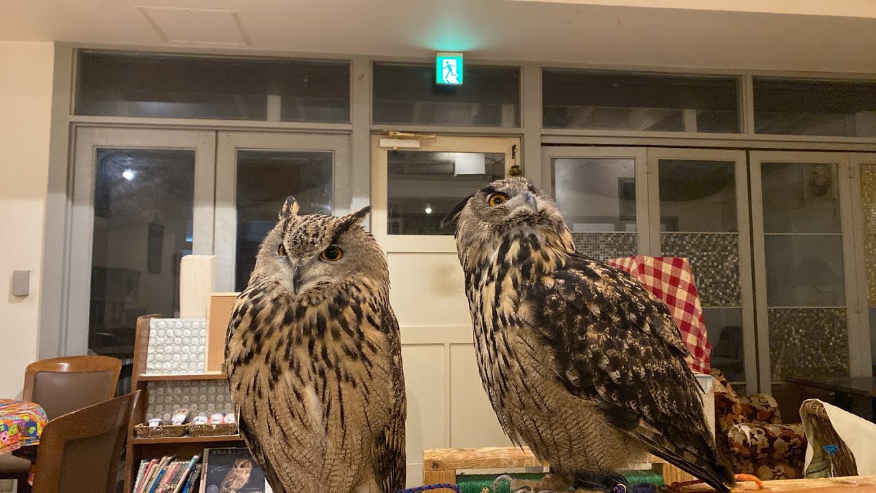 フクロウ大好き 【Cute owls 】 がライブ配信中！