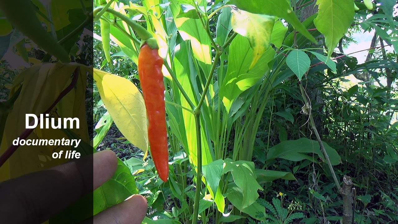 Длинный перец чили (Capsicum annuum)