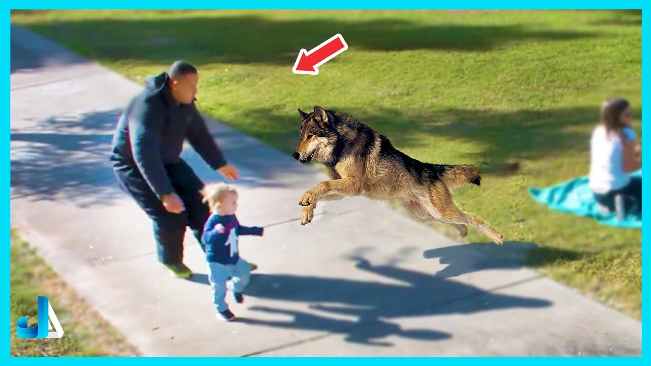 Hero Animals That Saved Human Lives Caught On Camera #1 | World Of Awesomeness