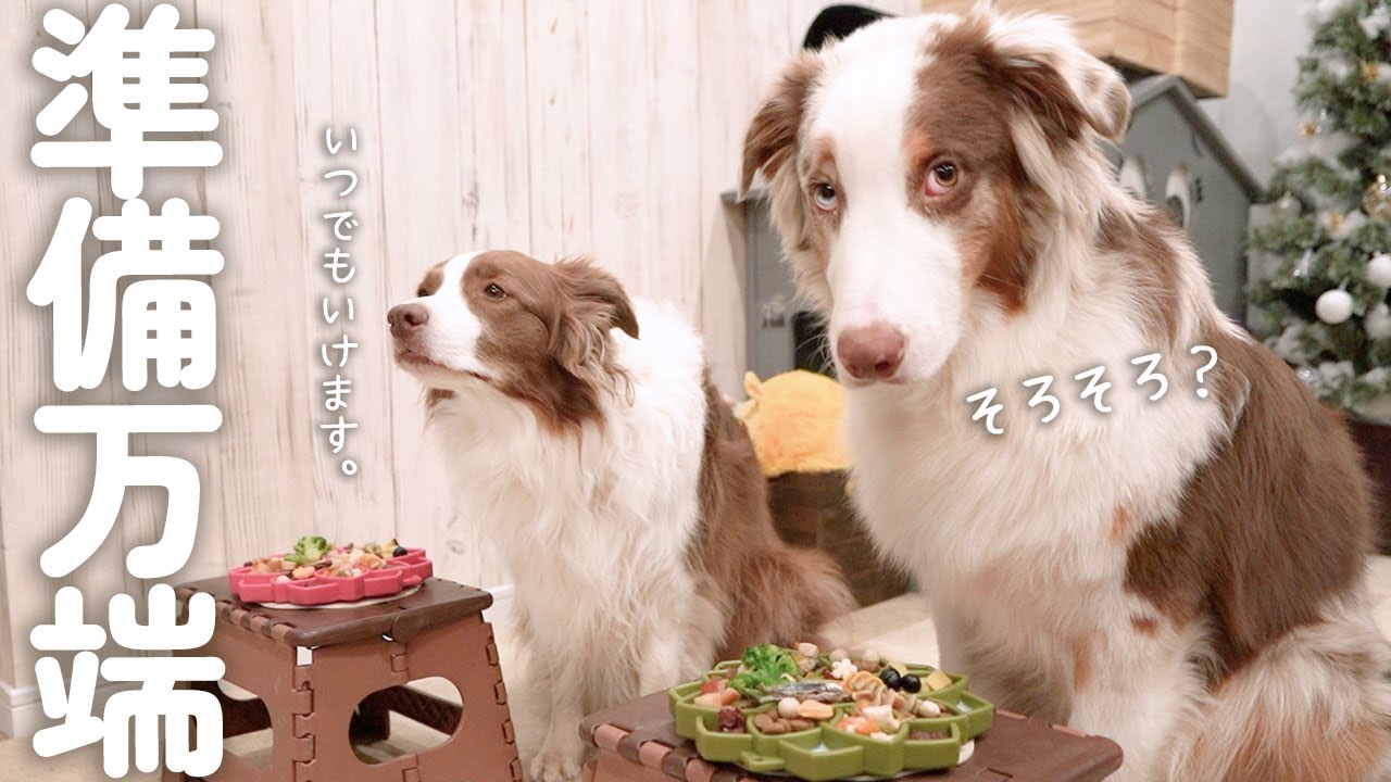 おせち料理みたいに豪華な朝ごはんを美味しそうに食べる犬達が可愛い！！🤤【ASMR・普段のご飯事情も🍚】