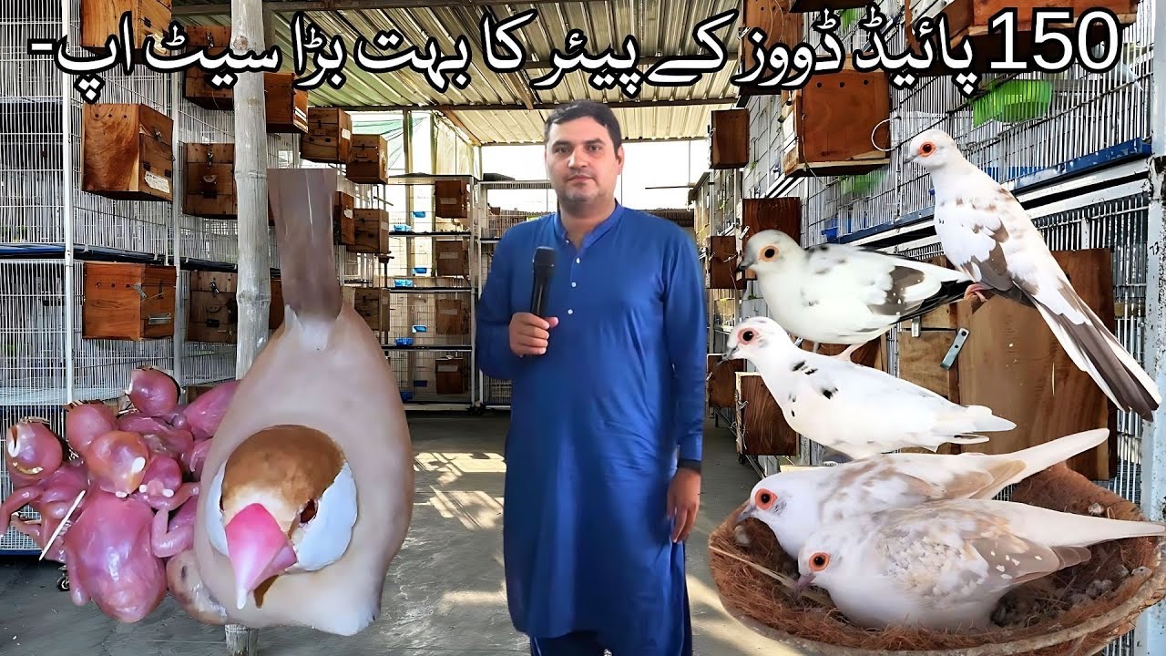 Fawn Java Silver Java Pied Dove All Variety Big Setup Saeed Bhai in Urdu