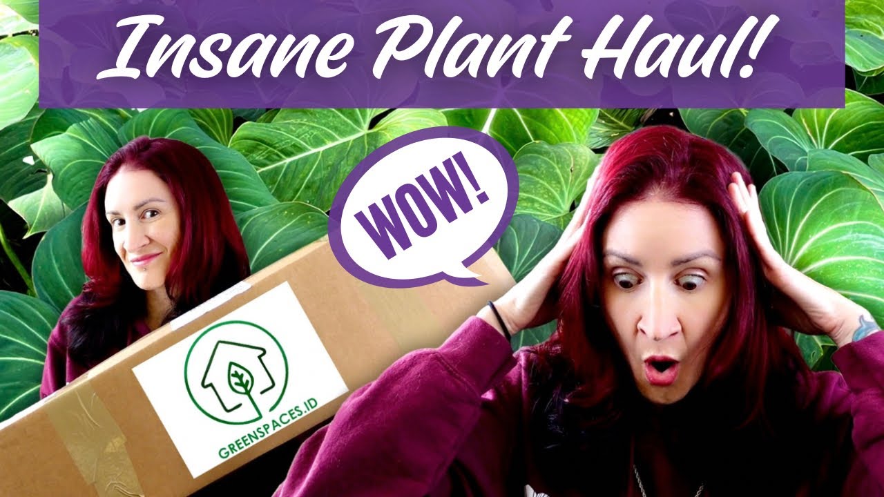 Unboxing GORGEOUS Rare Plants from Greenspaces.id! | Houseplant Haul
