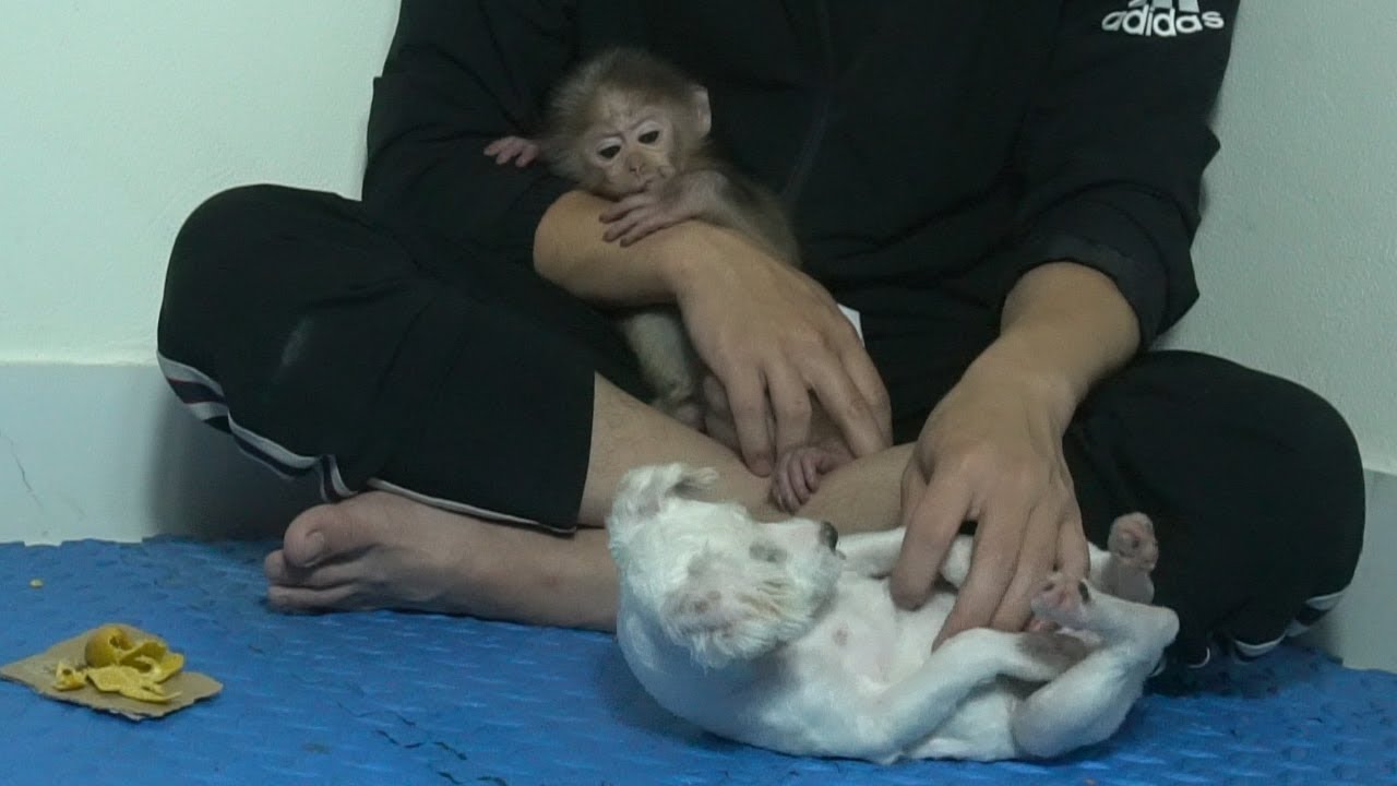 Baby monkey and dad tease the puppy