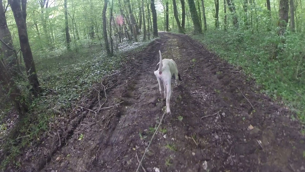 Finale nationale AFACCC chien de pied 2019 à Voiteur