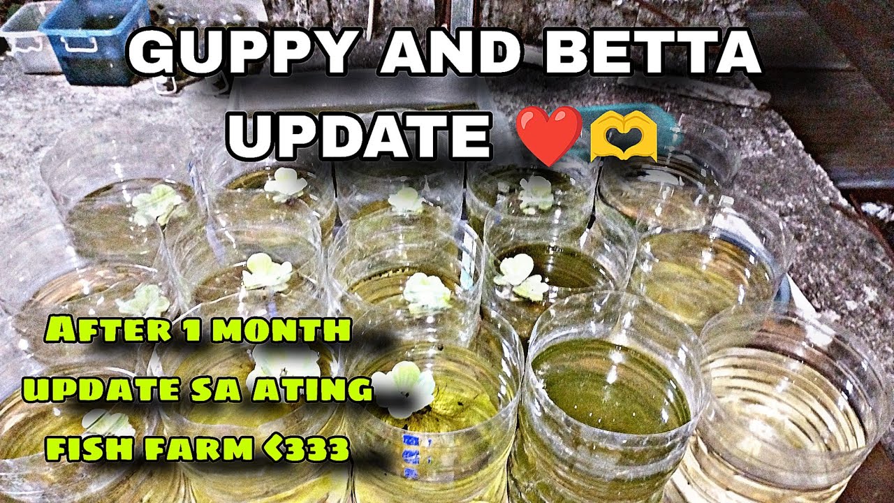 GUPPY UPDATE AFTER 1 MONTH | Ace Fish Farm