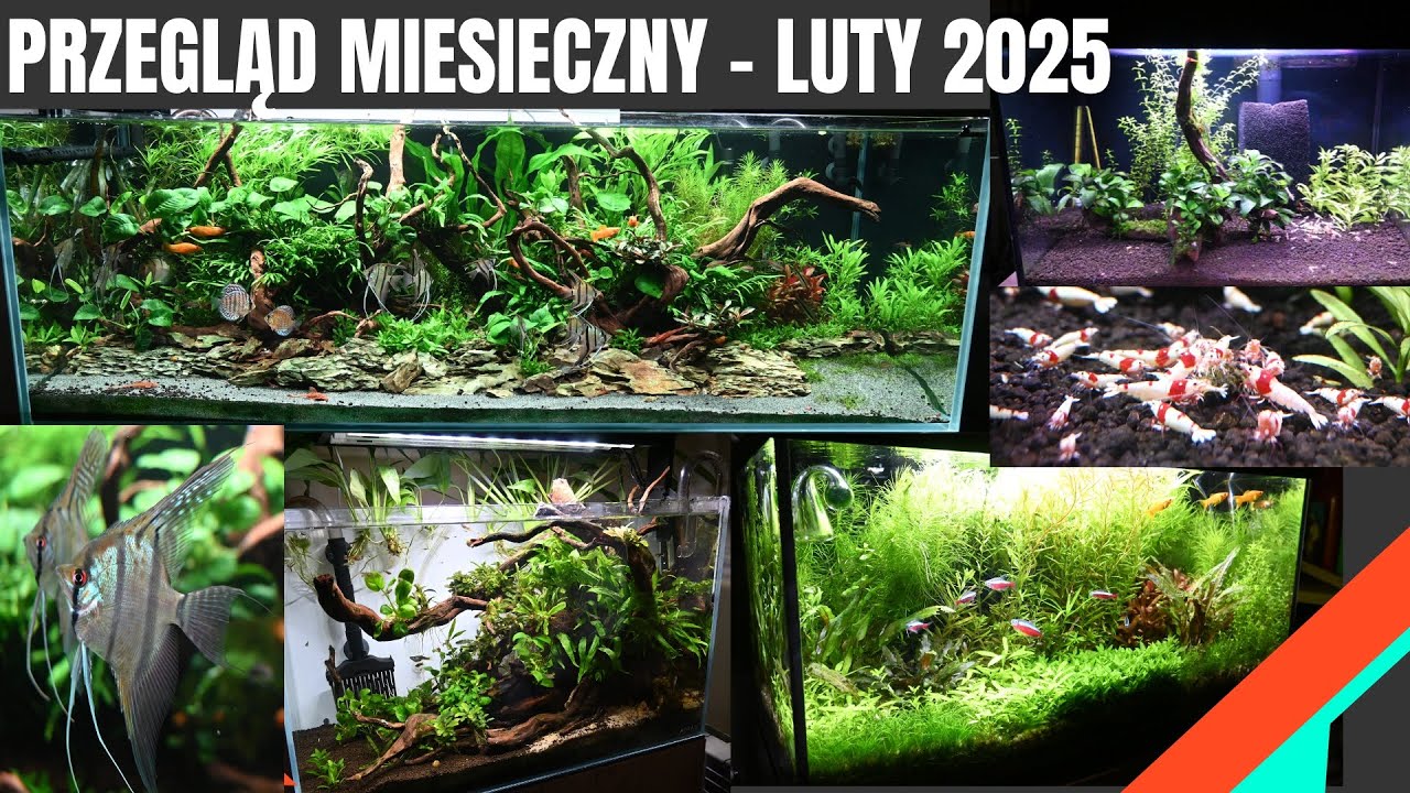 [Przegląd Miesięczny]-LUTY- 28-02-2025 [Moje CZTERY całkiem różne akwaria] [4K]