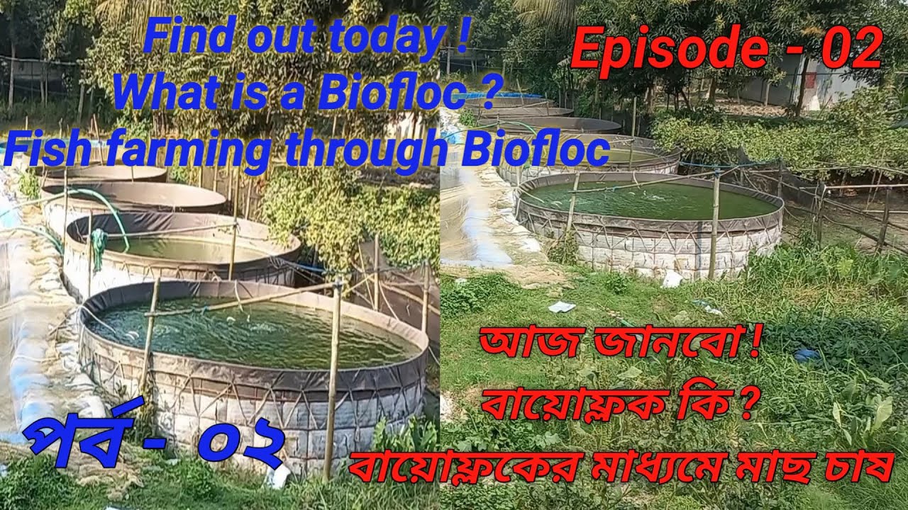 What Is A Biofloc | Fish Farming Through Biofloc | বায়োফ্লক কি | বায়োফ্লকের মাধ্যমে মাছ চাষ |