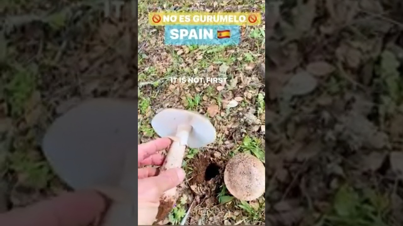 &iquest;Como sabemos no es Gurumelo? Gurumelo no tiene es tipo de anillo #gurumelo #spanish #mushrooms